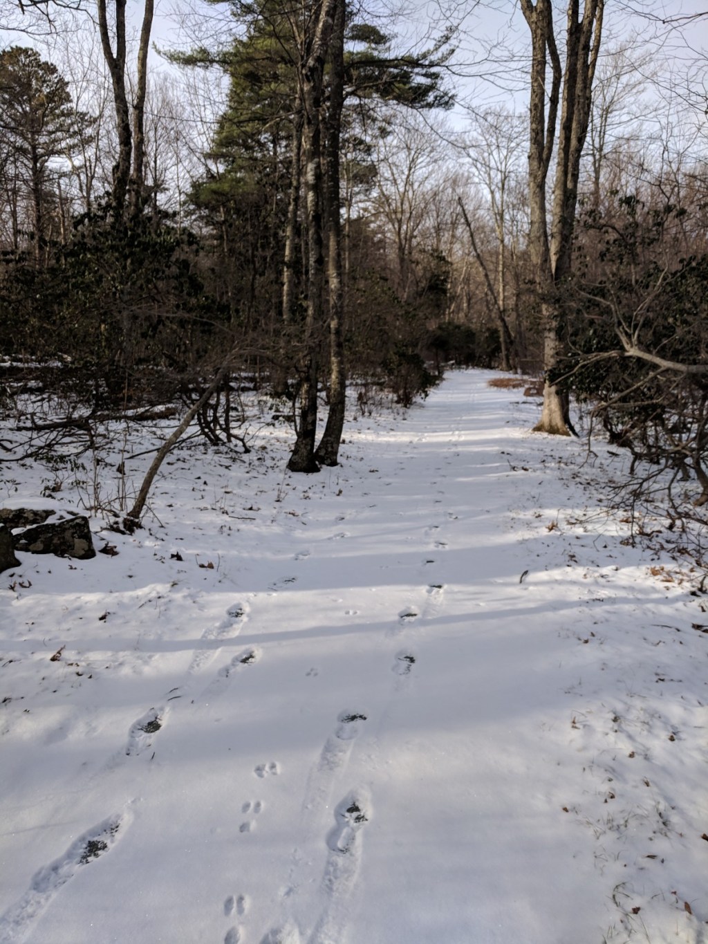 A hike in the&nbsp;woods
