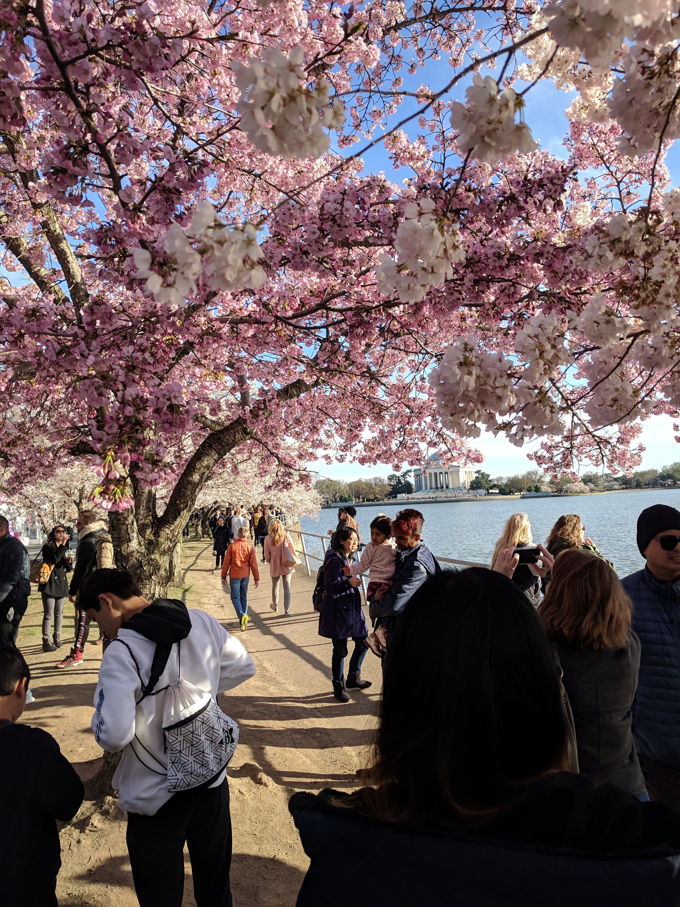 Cherry tree in full bloom with people milling about at the tidal basin, overlooking Jefferson Memorial in background