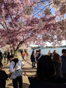 Cherry tree in full bloom with people milling about at the tidal basin, overlooking Jefferson Memorial in background